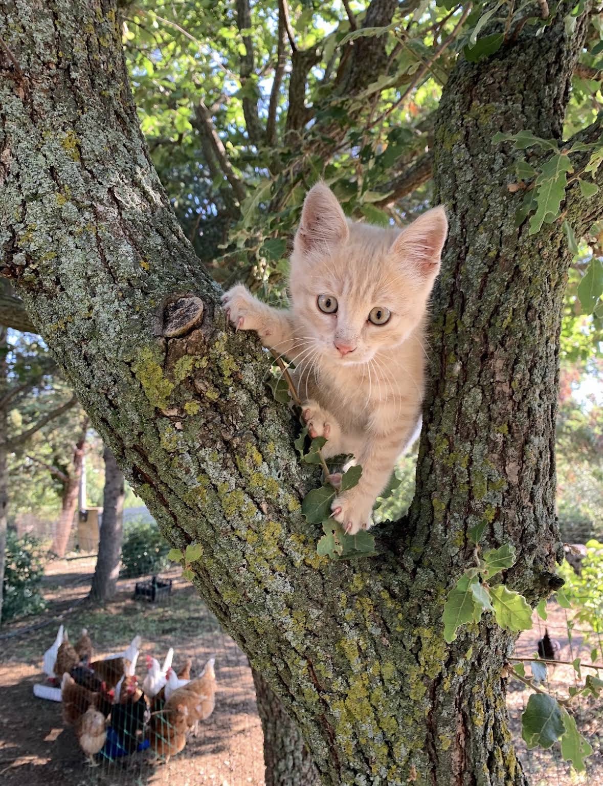 Un gattino sulla quercia nel giardino dell'agriturismo